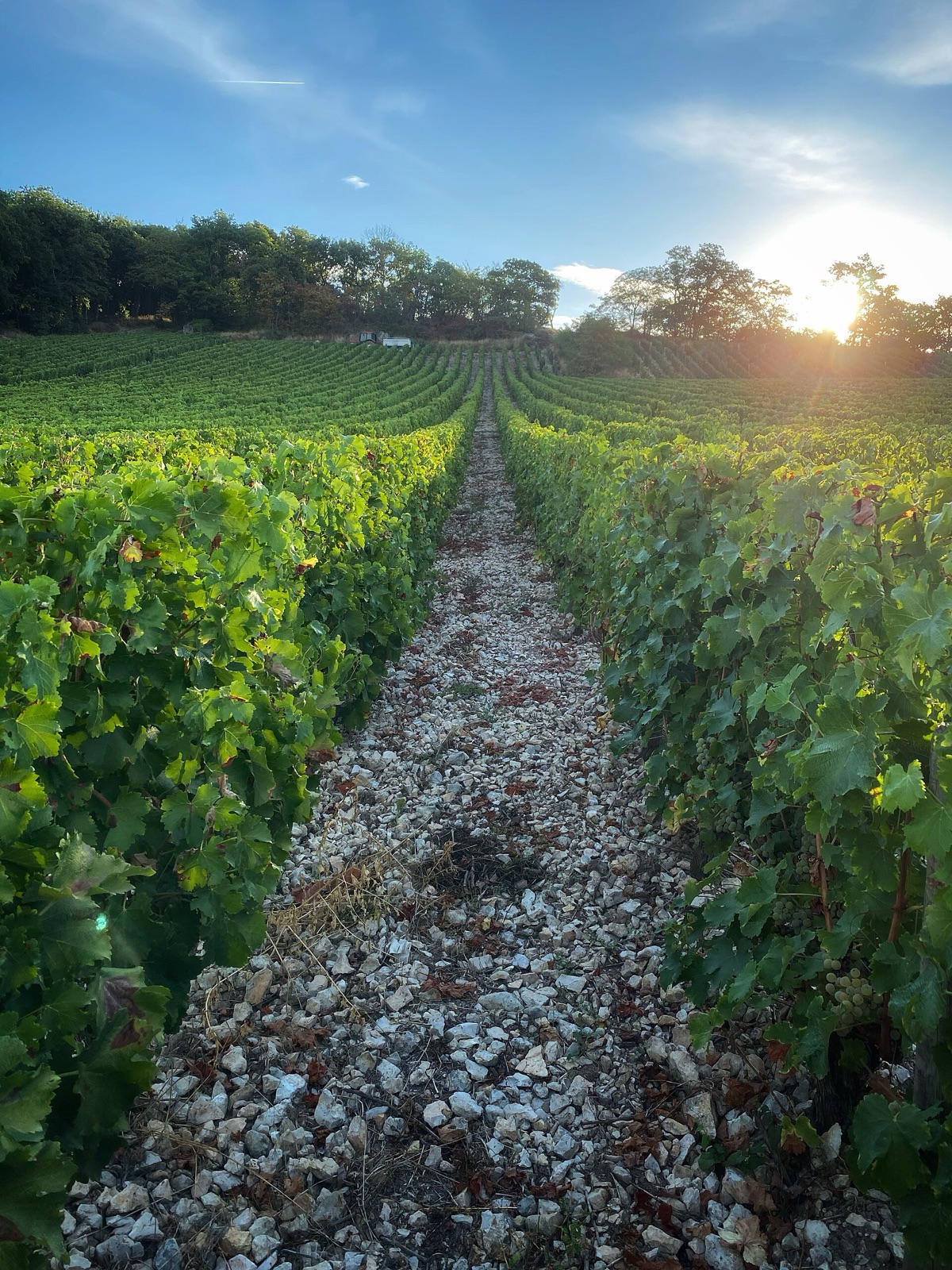 Sunlit vineyard rows on a Sancerre hillside