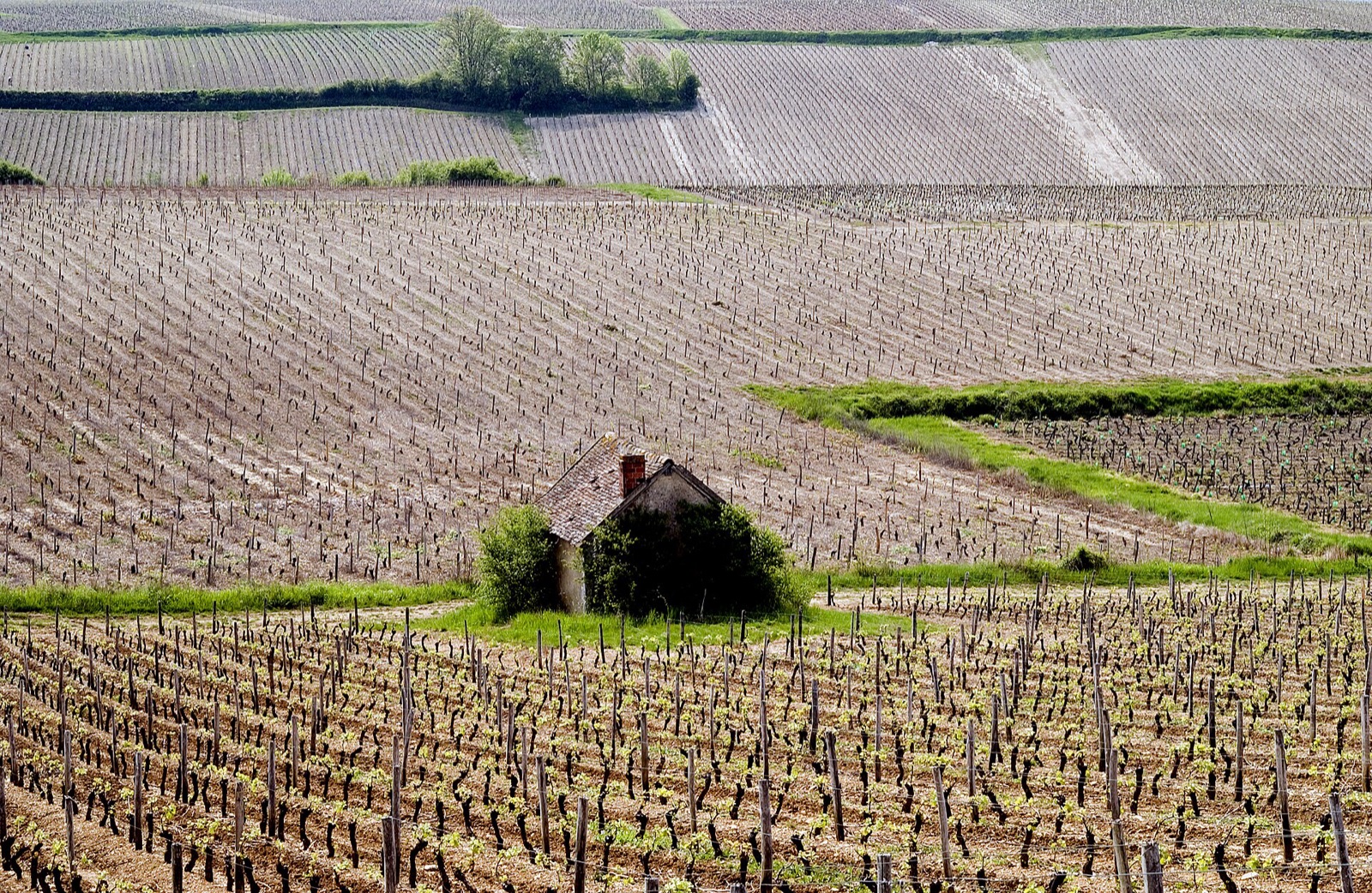 A vineyard shelter among Sancerre vines