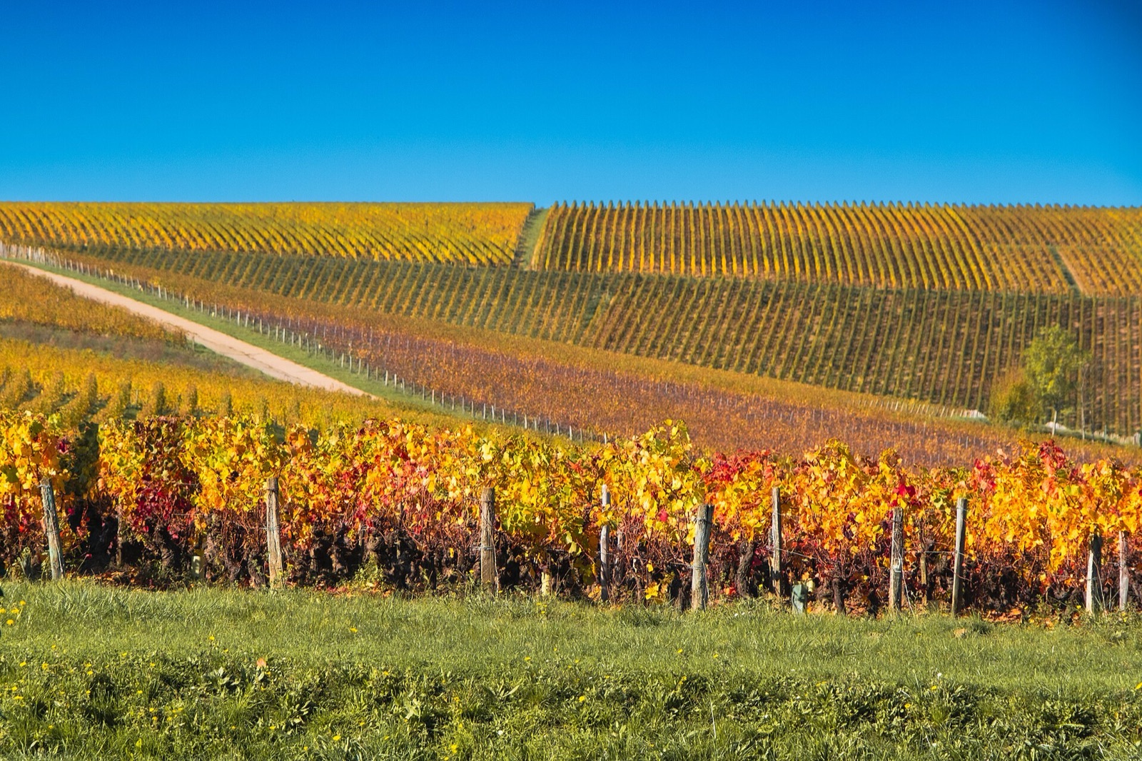 Autumn vineyard rows in Sancerre