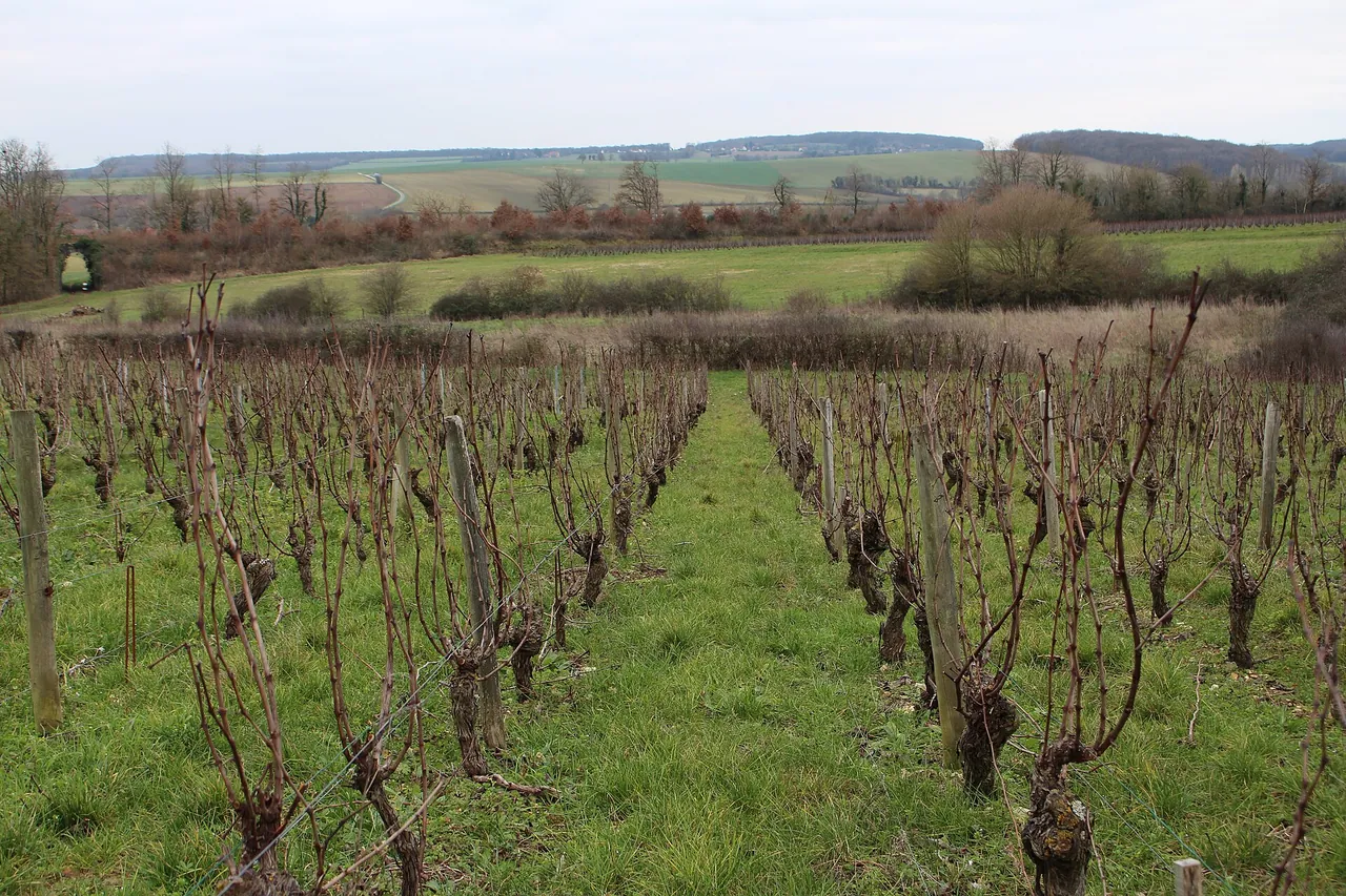 Winter vines in Les Côtes aux Valets, a Sancerre parcel that Henri Bourgeois bottles on its own