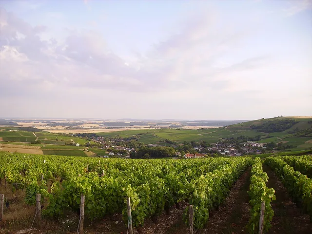 Summer vines above Bué, with the village in the valley below