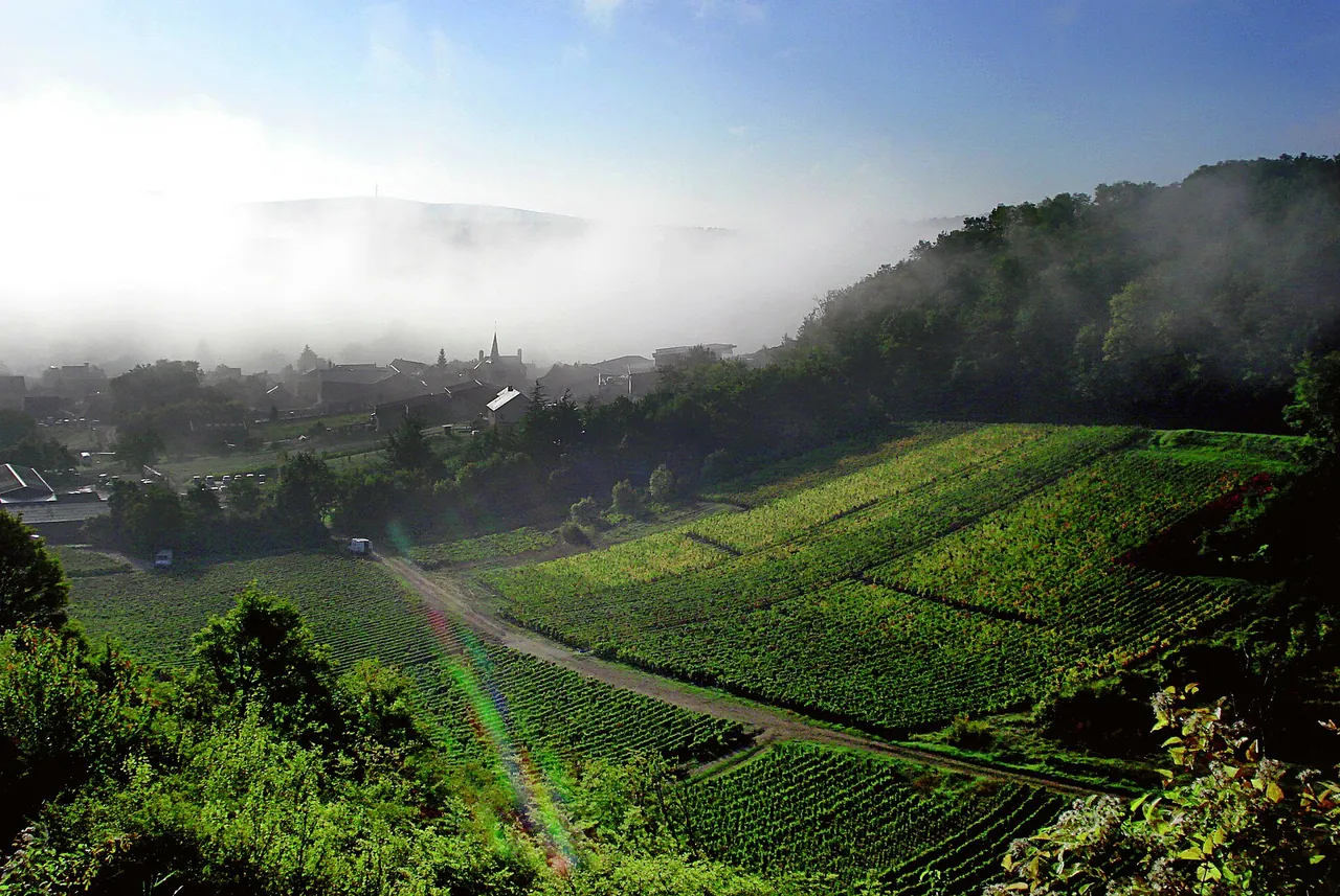 Steep vineyard slopes at Chavignol in morning mist
