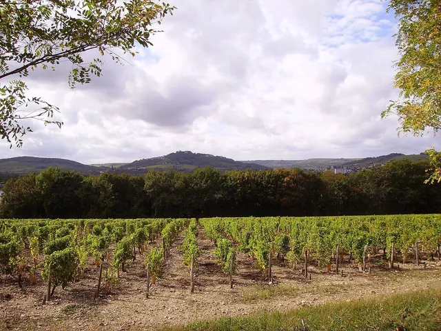 The hill town of Sancerre on the horizon beyond summer vineyards