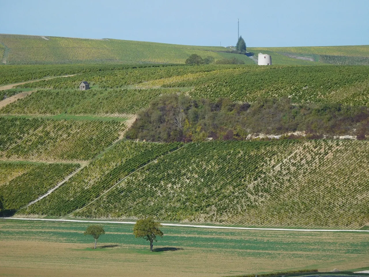 A steep vineyard slope between Chavignol and Fontenay