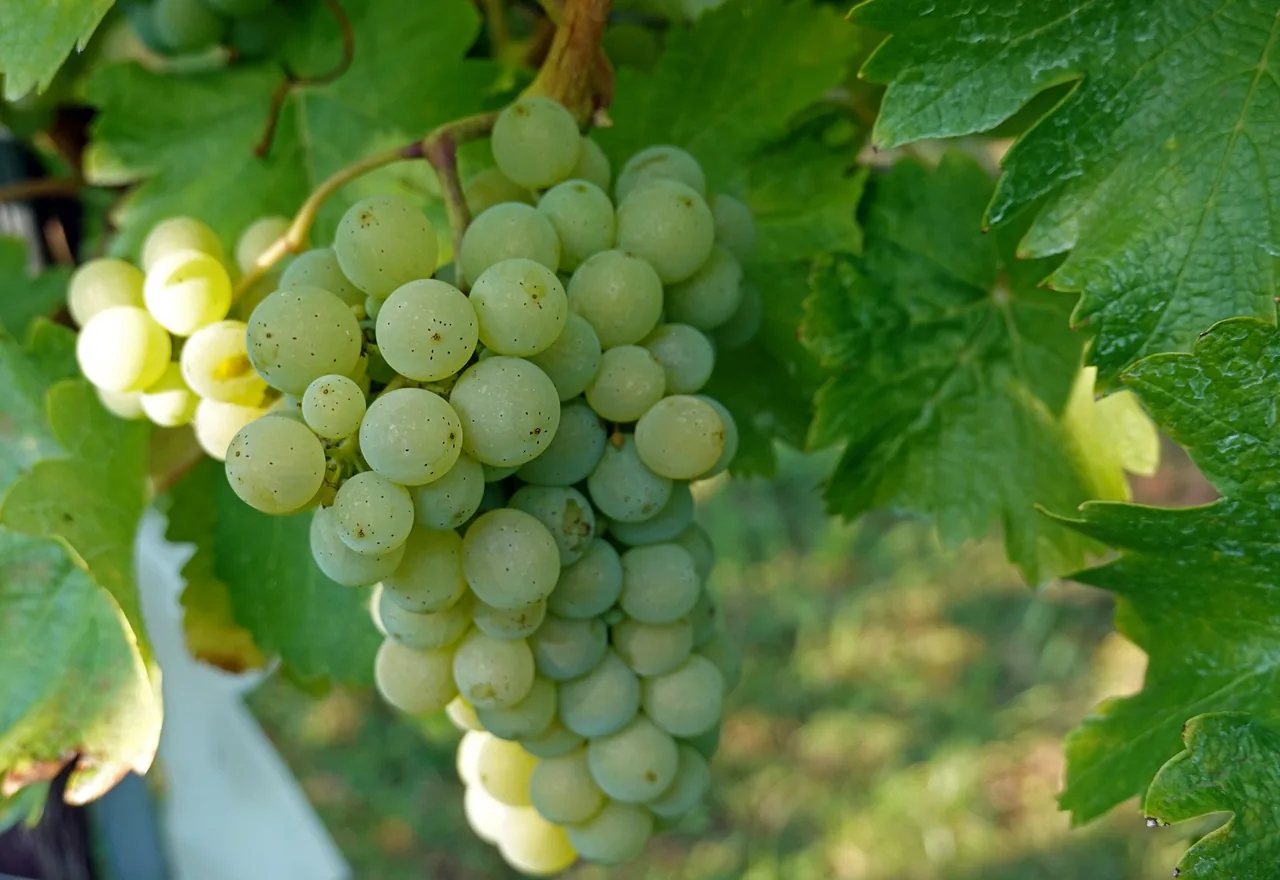 A ripe bunch of pale green Sauvignon Blanc grapes among vine leaves