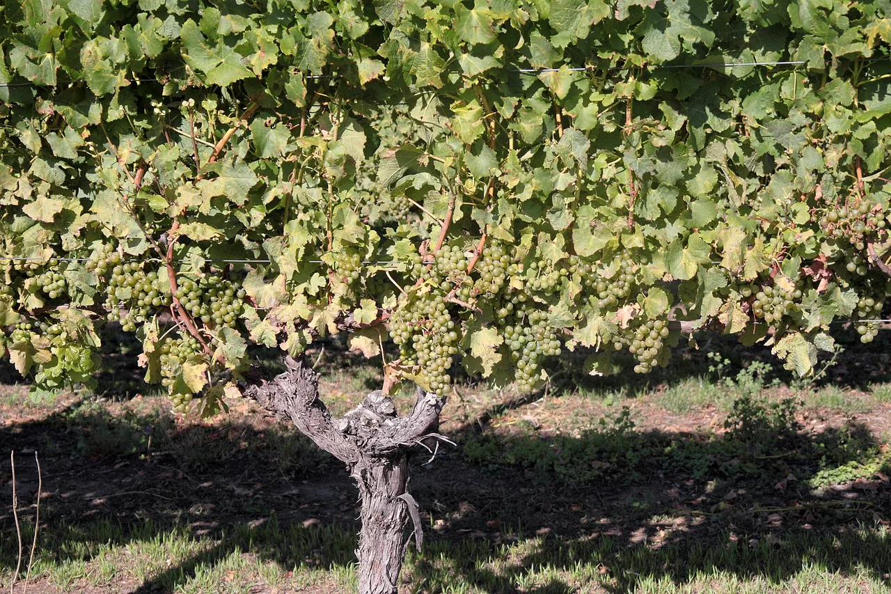 An old Sauvignon Blanc vine carrying bunches of green grapes