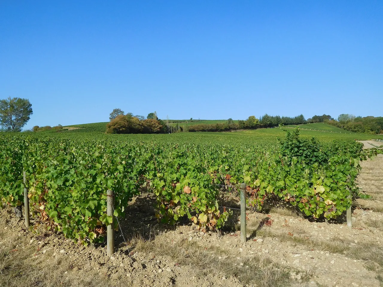 Vines at Verdigny in September, shortly before the harvest
