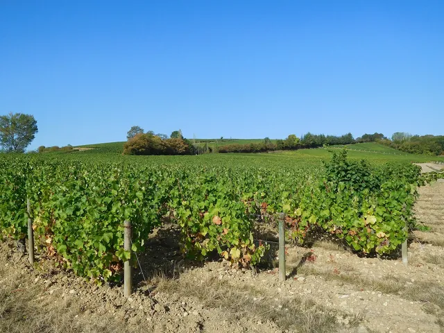 Vines at Verdigny in September, shortly before the harvest
