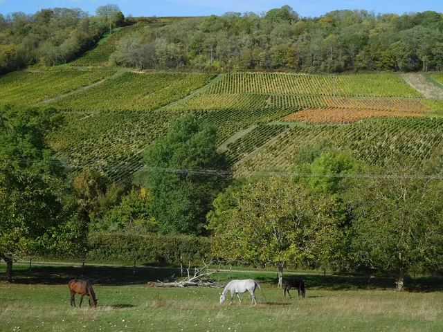 A vineyard slope at Amigny, with horses grazing below